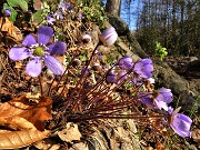 03 Festa di fiori sui sentieri al Monte Zucco - Hepatica nobilis (Erba trinita)